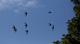 swift_gpc_tcm9-96899[1]