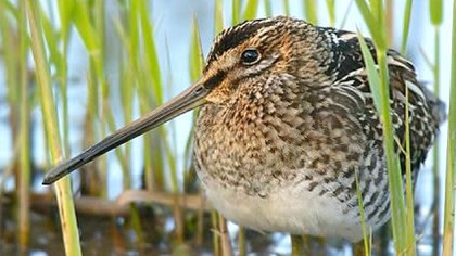 snipe_nb_tcm9-94235